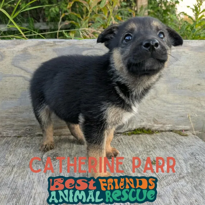 Catherine Parr thumbnail 2