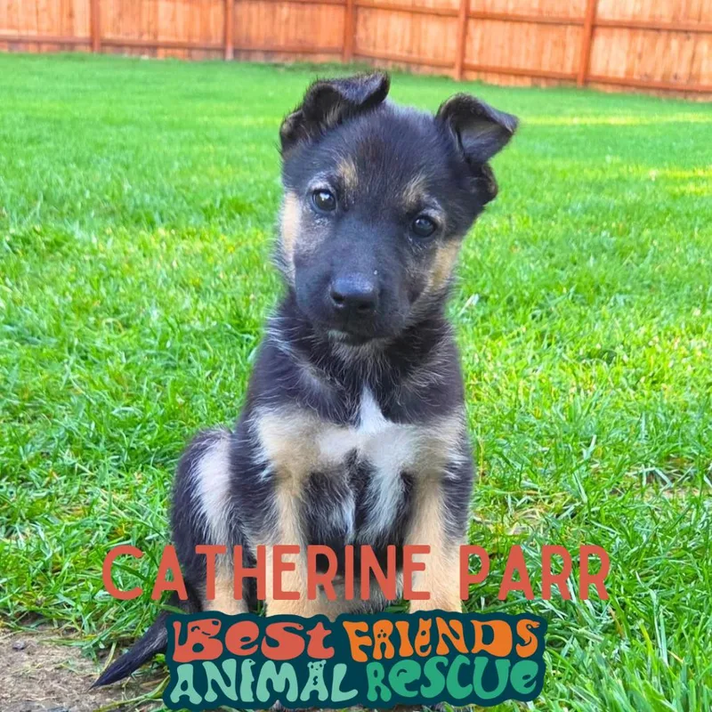 Catherine Parr thumbnail 3