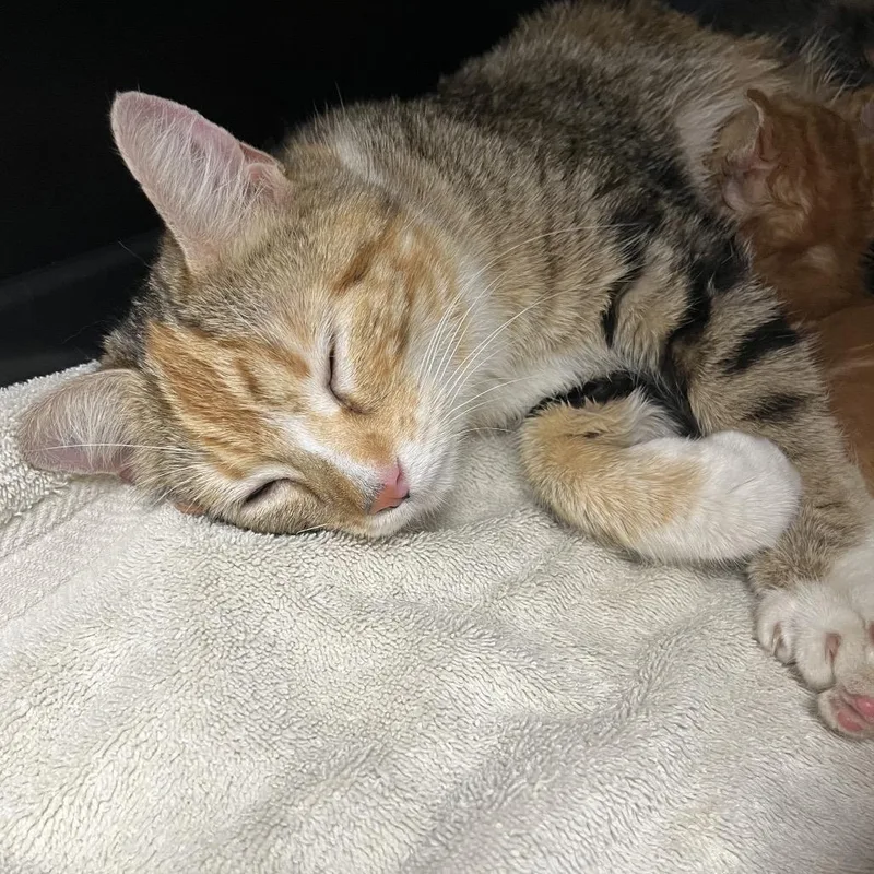 An adult medium-sized female Torbie Domestic Short Hair cat named Mama Tread for adoption in Mount Juliet, TN