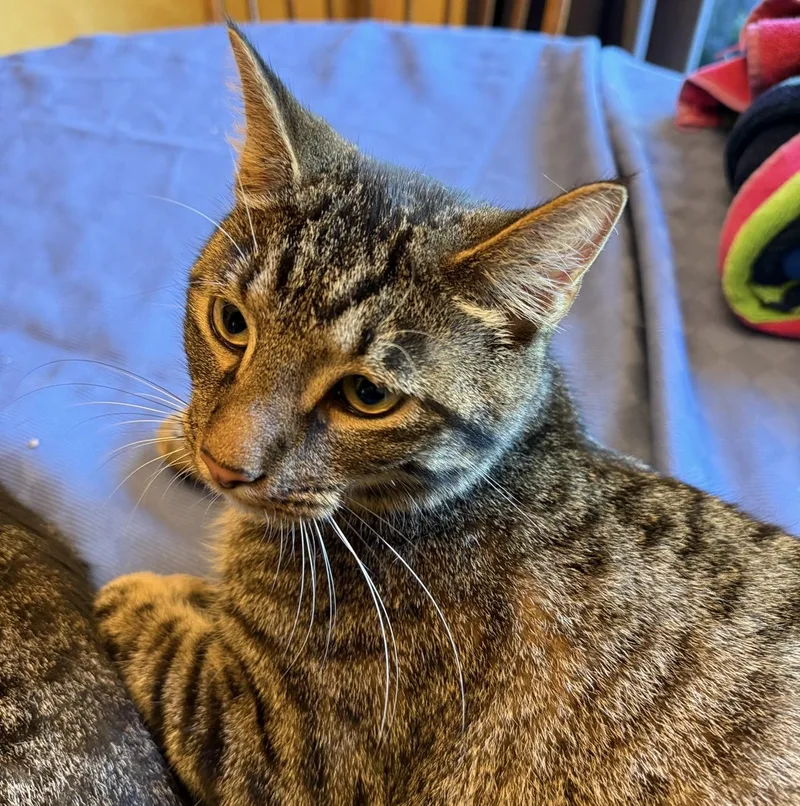 Ox & Rocky thumbnail 2