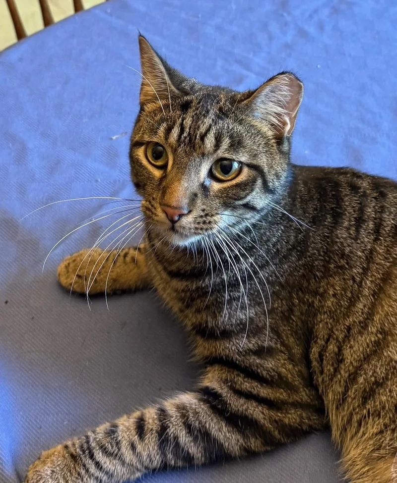 Ox & Rocky thumbnail 3