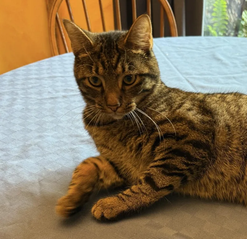 Ox & Rocky thumbnail 4