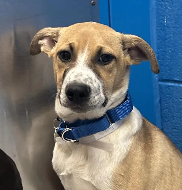 A baby medium-sized male Labrador Retriever dog named Chase for adoption in Golden, CO