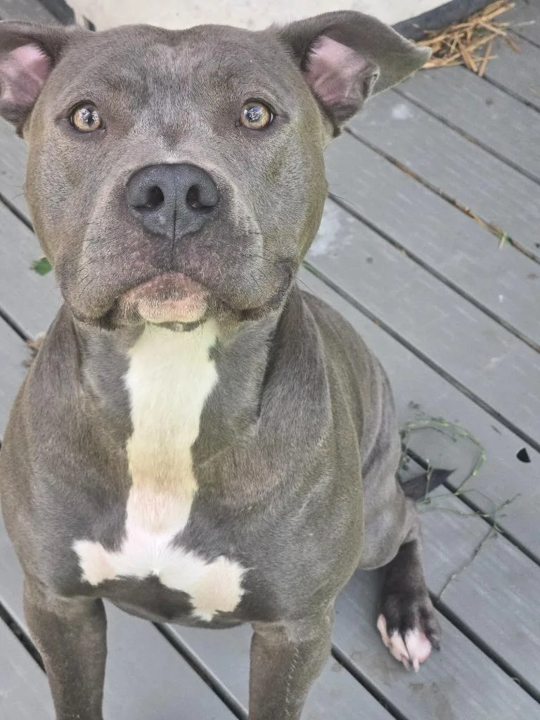 A young medium-sized female Pit Bull Terrier dog named Nellie for adoption in Greencastle, IN