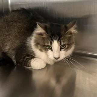 An adult large-sized male Brown / Chocolate Domestic Short Hair cat named Tom Tom for adoption in Knoxville, TN