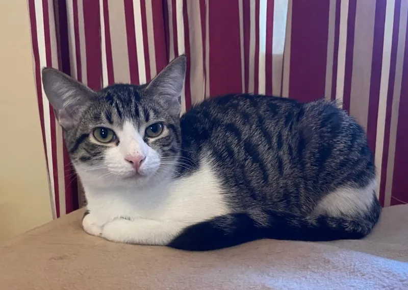 A baby medium-sized female Domestic Short Hair cat named Claire for adoption in Fort Oglethorpe, GA
