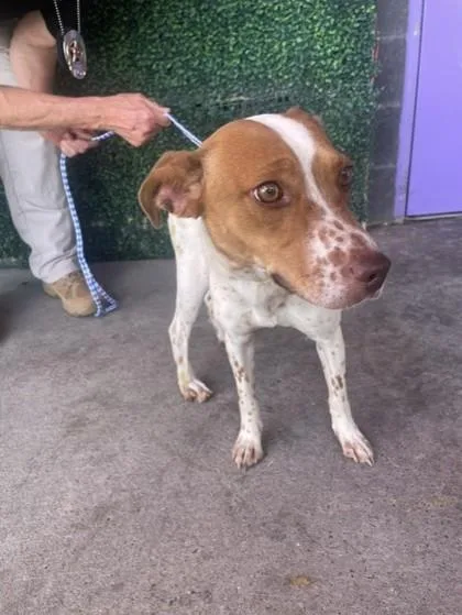 An adult medium-sized female White / Cream Pointer dog named Honeycomb for adoption in El Paso, TX