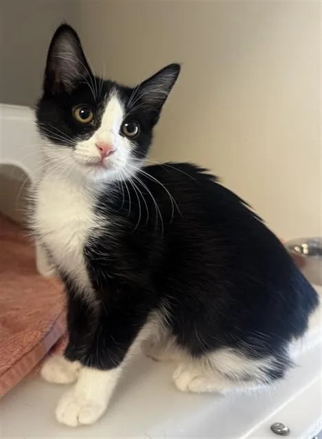 A baby small-sized female Domestic Short Hair cat named Cherry Garcia for adoption in Statesville, NC