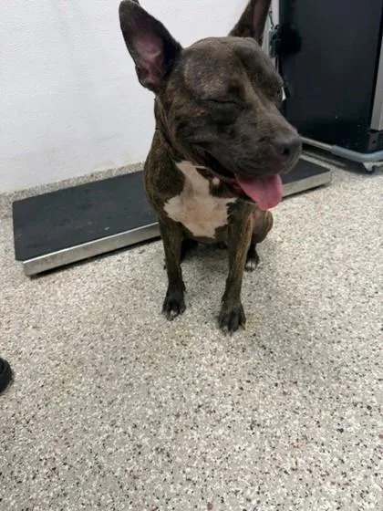 An adult medium-sized female Terrier dog named Leia for adoption in Gastonia, NC