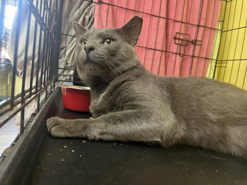 A young medium-sized male Gray / Blue / Silver Domestic Short Hair cat named Brendt for adoption in Broomall, PA