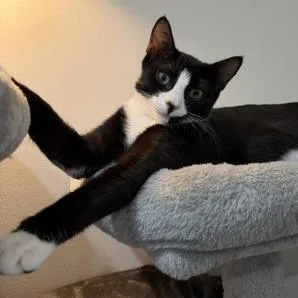 A baby medium-sized female Black Domestic Short Hair cat named Lilly for adoption in Jupiter, FL