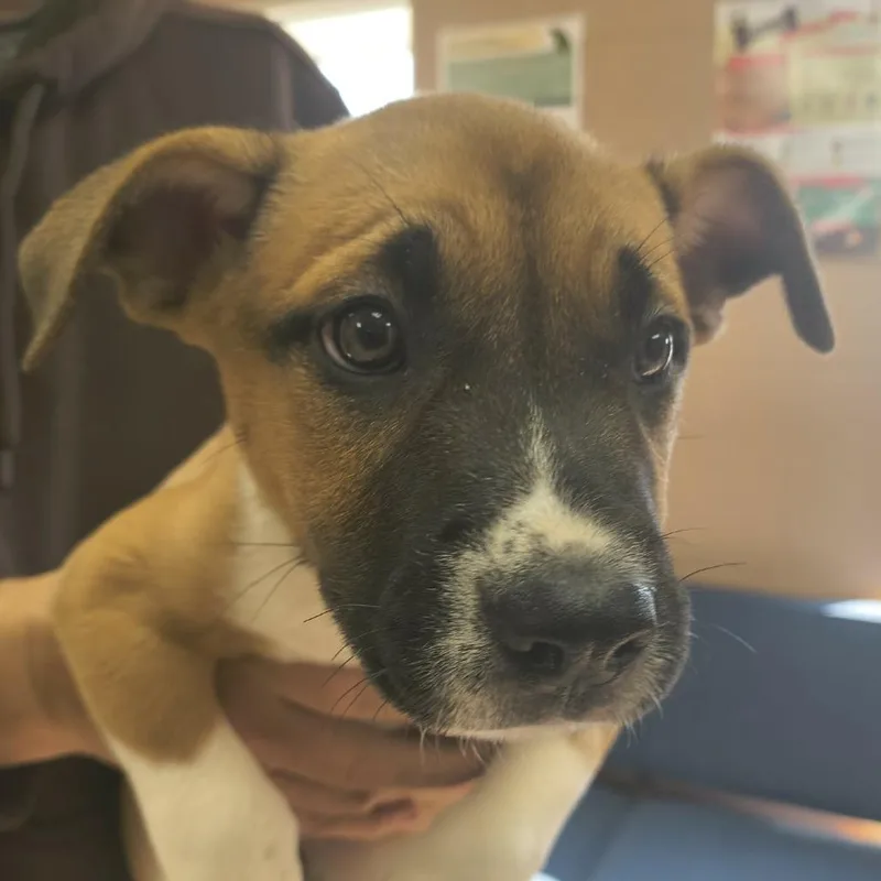 A baby medium-sized female Brown / Chocolate Mixed Breed dog named Fawn for adoption in Fairfax Station, VA