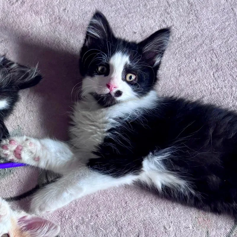 A baby small-sized male Black Domestic Medium Hair cat named Pescado Wink for adoption in Eaton Rapids, MI