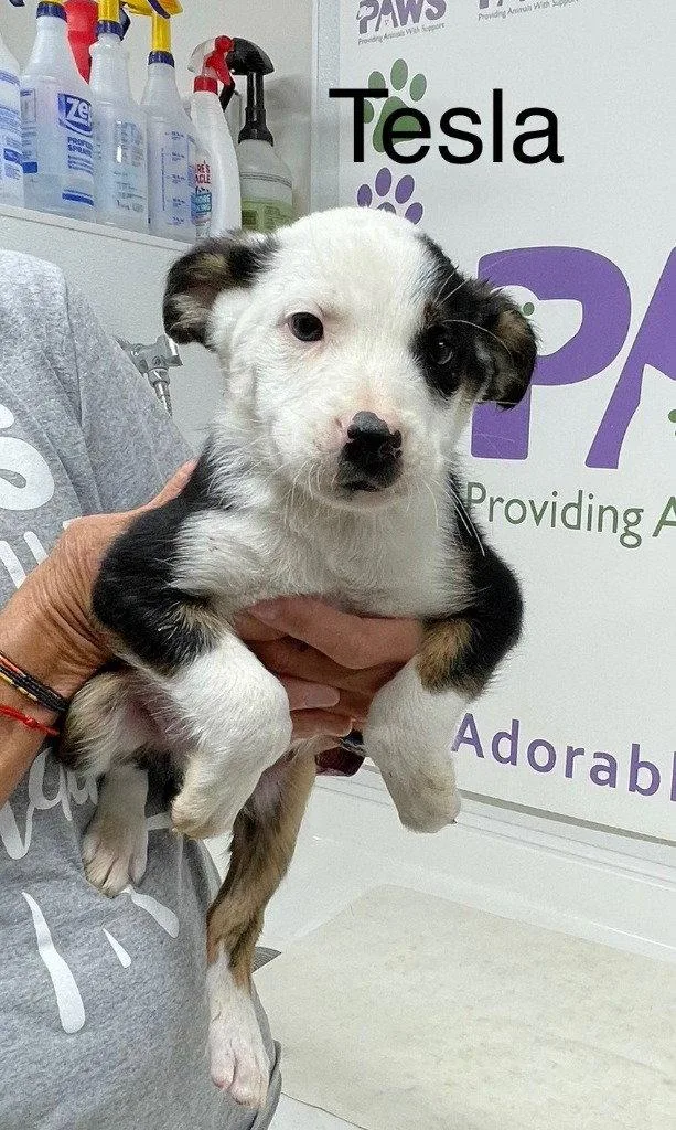A baby medium-sized male Terrier dog named Tesla for adoption in Saint George, UT