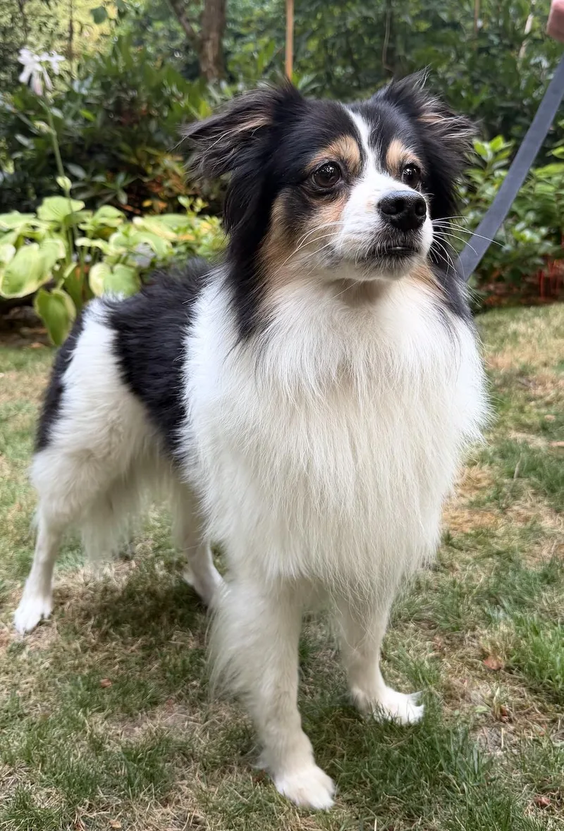 Nico