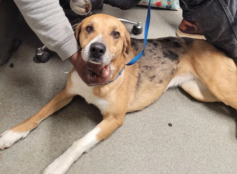 Carolina thumbnail 2