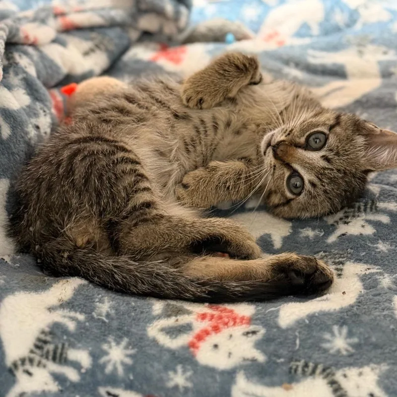A baby small-sized male Domestic Short Hair cat named Duster for adoption in Cumming, GA