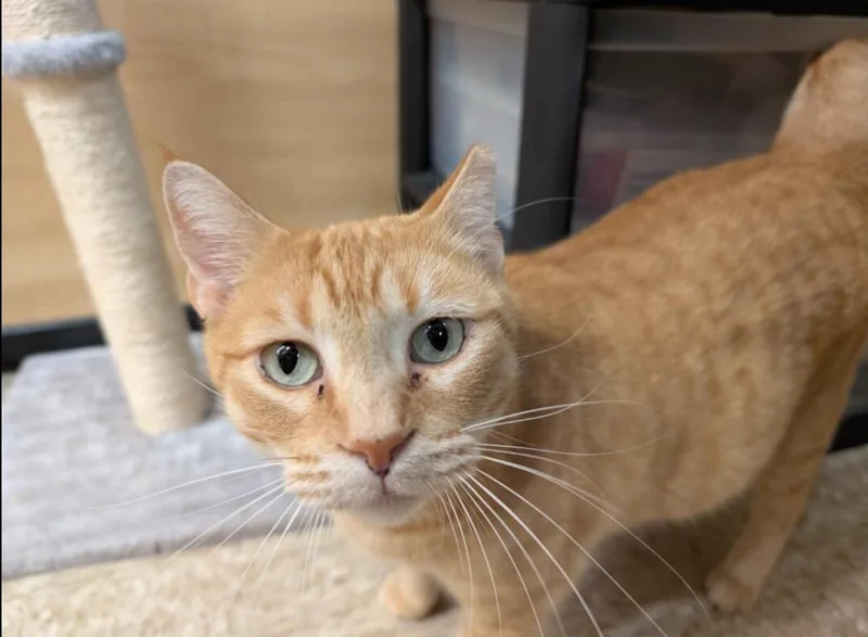 An adult medium-sized female Orange / Red Domestic Short Hair cat named Honey for adoption in Pearland, TX