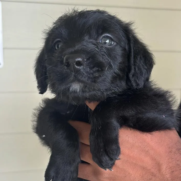 A baby small-sized male Black Labrador Retriever dog named Hart for adoption in Houston, TX