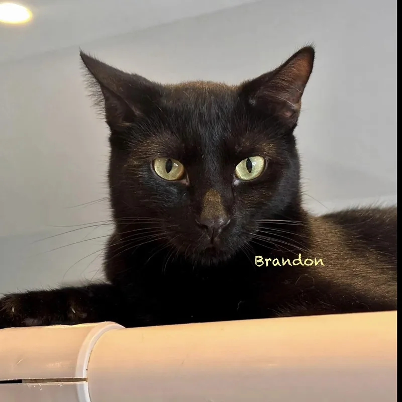 A baby medium-sized male Black Domestic Short Hair cat named Brandon for adoption in Palatine, IL