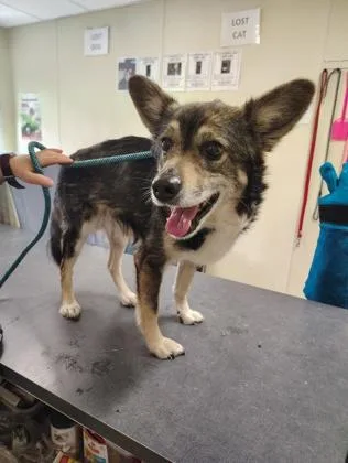 An adult medium-sized male Cardigan Welsh Corgi dog named Pinecone for adoption in Clarks Summit, PA