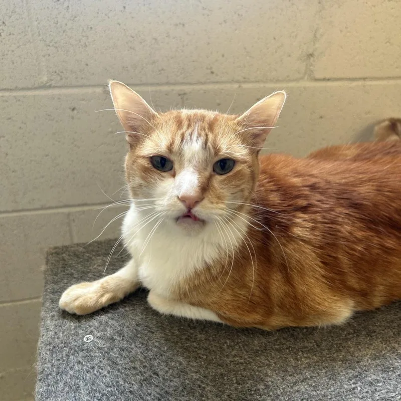 An adult medium-sized female Domestic Short Hair cat named Tabitha for adoption in Ontario, CA