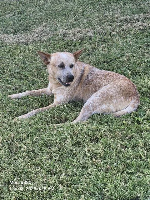 An adult medium-sized male American Staffordshire Terrier dog named Sanzon for adoption in San Antonio, TX