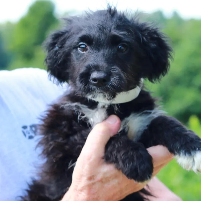 A baby medium-sized male Black Australian Shepherd dog named CT Pippin avail July for adoption in Stormville, NY