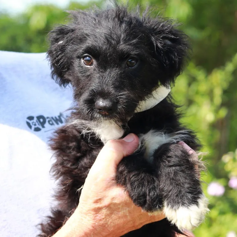 CT Pippin avail July thumbnail 2