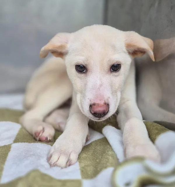 A baby small-sized male Labrador Retriever dog named Pen Astro for adoption in Lawrenceville, GA