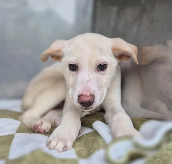 Pen  Astro thumbnail 2