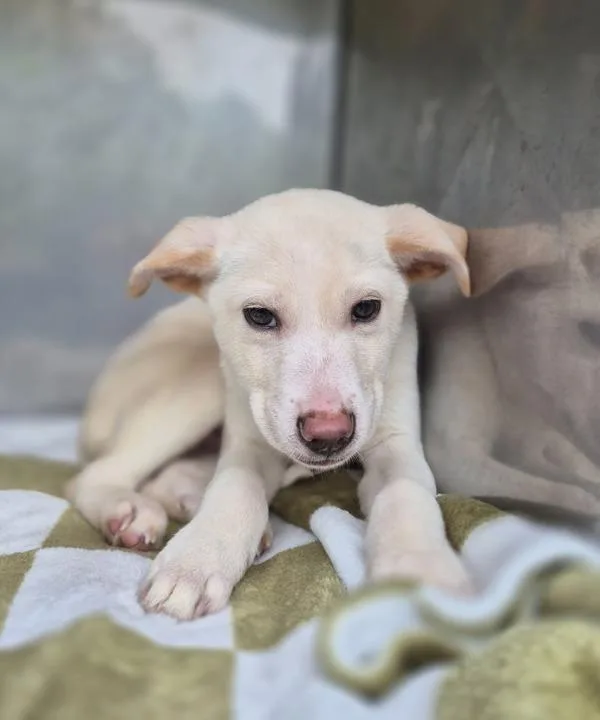 Pen  Astro thumbnail 3