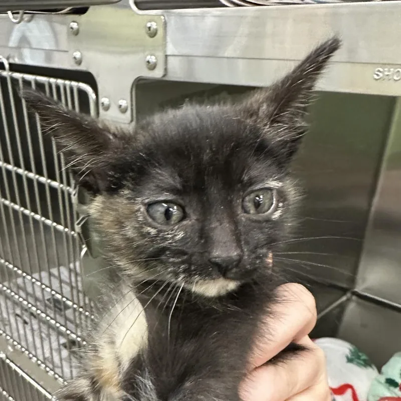 A baby small-sized female Domestic Short Hair cat named Moon Princess for adoption in Corbin, KY