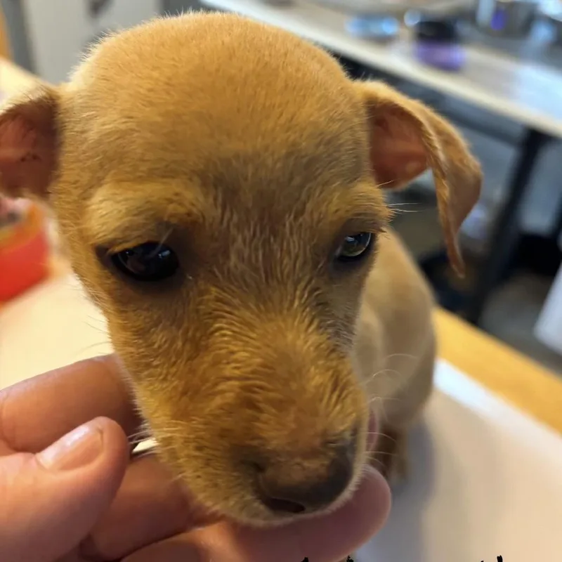 A baby small-sized female Yellow / Tan / Blond / Fawn Mixed Breed dog named Primrose for adoption in Bellingham, WA