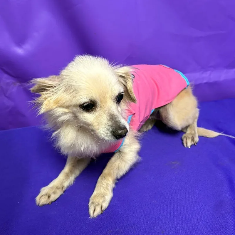 An adult small-sized female Chihuahua dog named Dolly Parton for adoption in North Myrtle Beach, SC