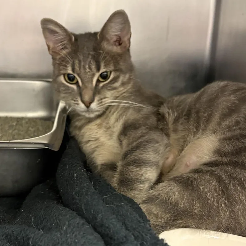 A young medium-sized female Gray / Blue / Silver Domestic Short Hair cat named Kendra for adoption in Gloucester, VA