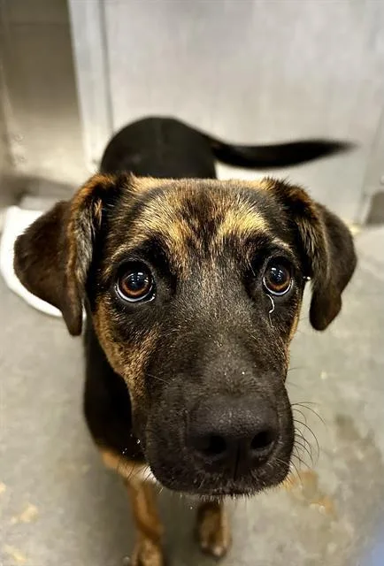 An adult large-sized female Mixed Breed dog named Princess for adoption in Dallas, TX