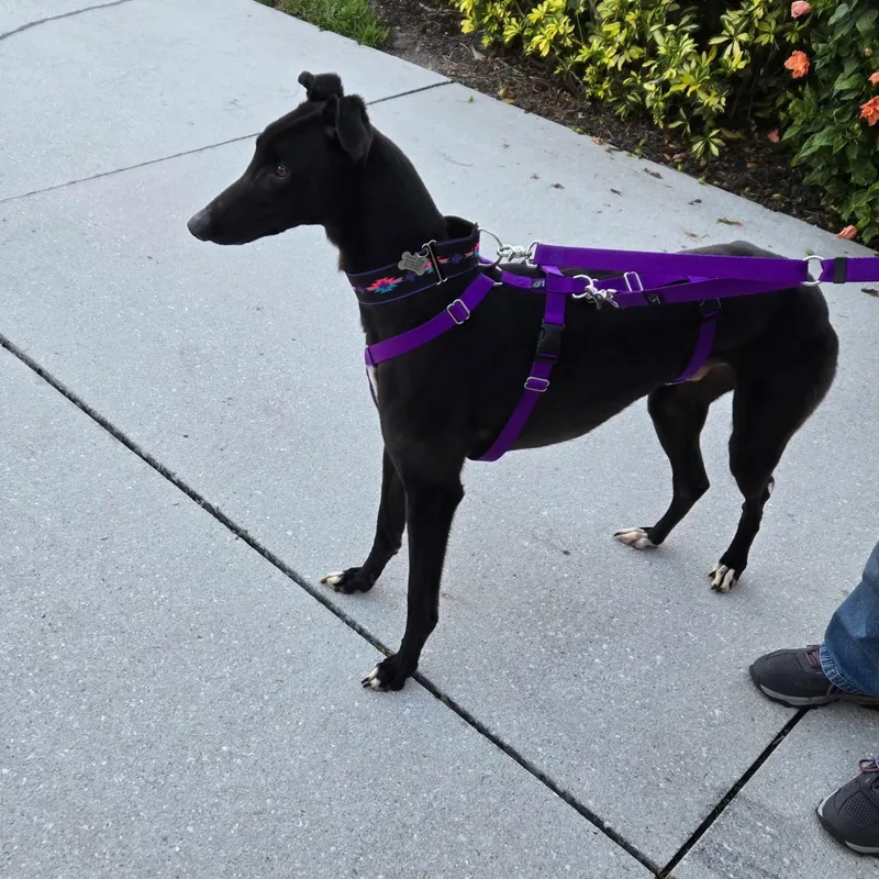 Savana Ding Dong thumbnail 3