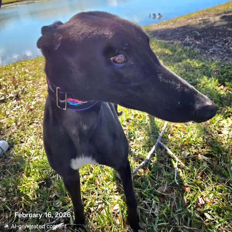 Savana Ding Dong thumbnail 4