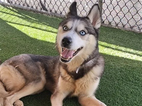 A young medium-sized female Siberian Husky dog named Skippy for adoption in Gardena, CA