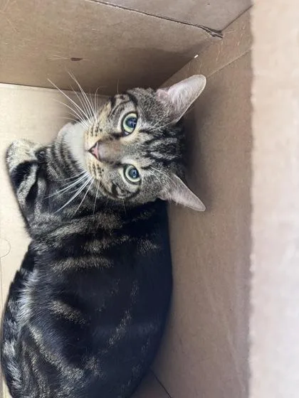 An adult medium-sized male Domestic Short Hair cat named Tom for adoption in West Chester, PA