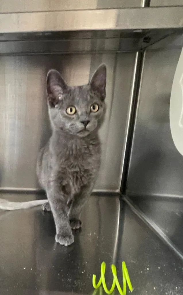 A baby large-sized female Domestic Short Hair cat named Betty for adoption in Decorah, IA