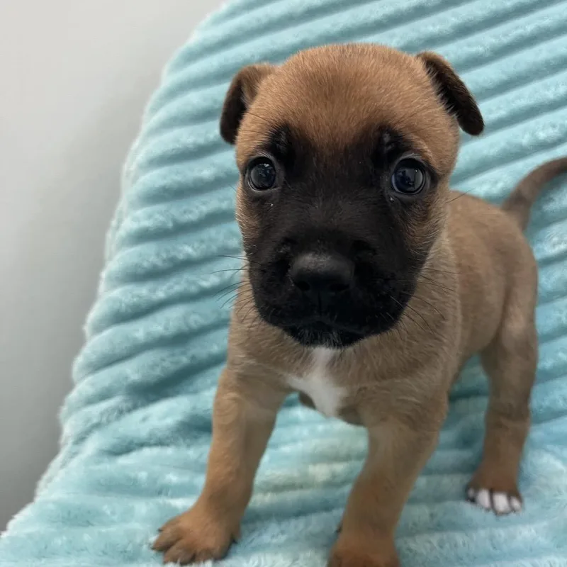A baby medium-sized male Brown / Chocolate Pit Bull Terrier dog named Michelangelo for adoption in Kanab, UT