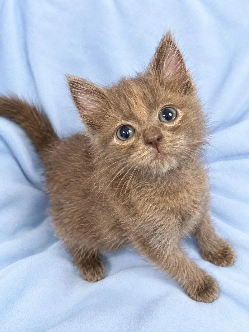A baby medium-sized male Gray / Blue / Silver Domestic Long Hair cat named Piston for adoption in Greensboro, NC