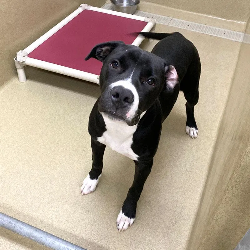 A young large-sized male Black Mastiff dog named McWoof for adoption in Monroe, GA