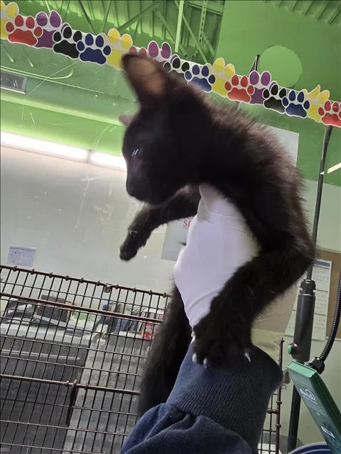 A baby small-sized male Domestic Short Hair cat named Batman for adoption in Los Angeles, CA