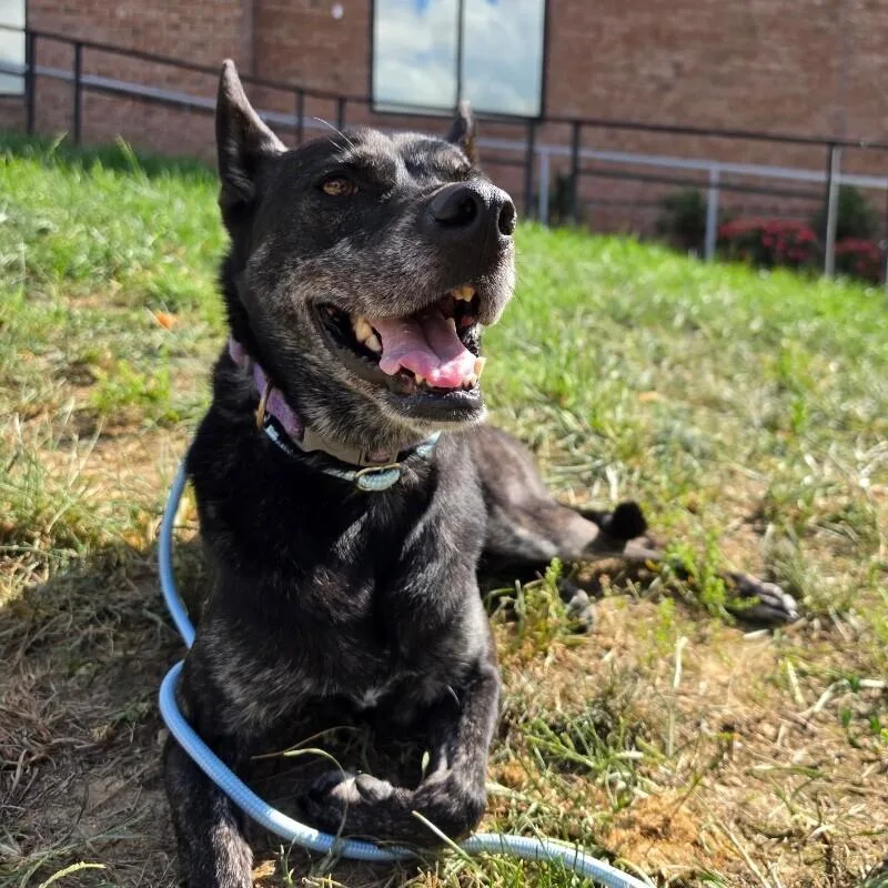An adult medium-sized female Australian Kelpie dog named Layla for adoption in Roanoke, VA