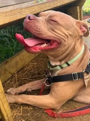 A young large-sized female Yellow / Tan / Blond / Fawn Pit Bull Terrier dog named Loki for adoption in Annapolis, MD