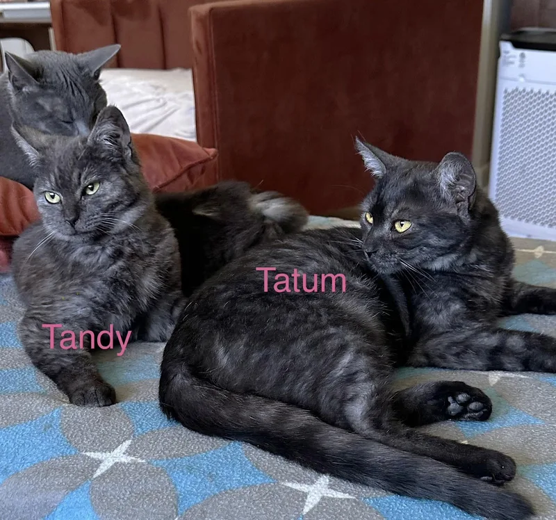 Tandy