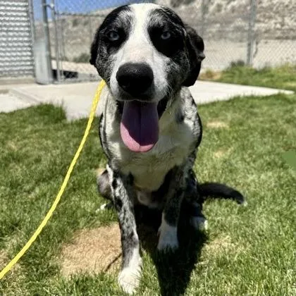 A young medium-sized male Gray / Blue / Silver Catahoula Leopard Dog dog named Mire for adoption in Incline Village, NV